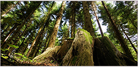 trans-company-highlights